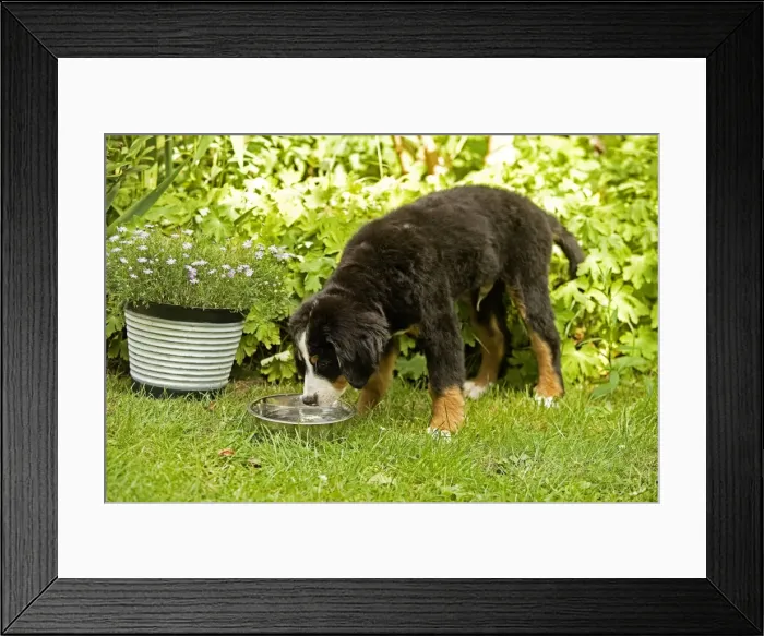 Framed Print : Bernese Mountain Dog - puppy drinking from bowl in garden. Also known as Berner Sennenhund Framed Print : Bernese Mountain Dog - puppy drinking from bowl in garden. Also known as Berner Sennenhund