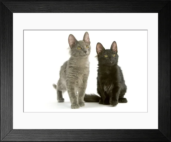 Framed Print : Cat - Turkish Angora kittens Framed Print : Cat - Turkish Angora kittens