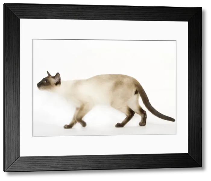 Framed Print : Seal Point Siamese Cat Framed Print : Seal Point Siamese Cat