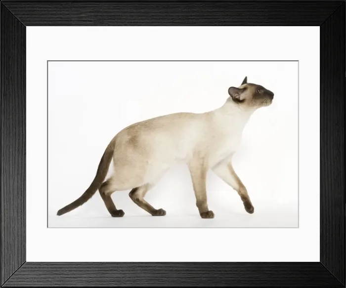 Framed Print : Seal Point Siamese Cat Framed Print : Seal Point Siamese Cat