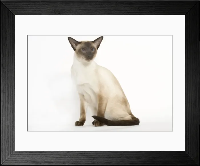 Framed Print : Seal Point Siamese Cat - sitting Framed Print : Seal Point Siamese Cat - sitting