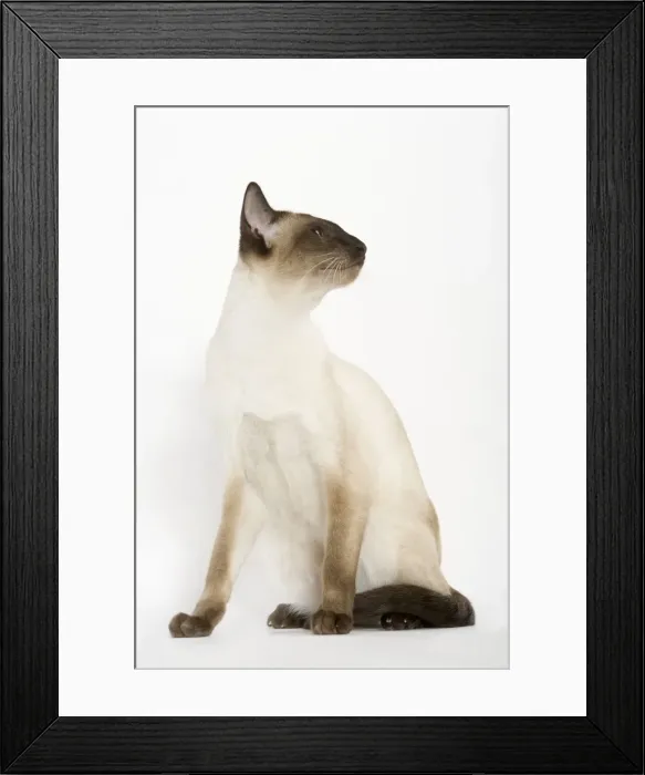 Framed Print : Seal Point Siamese Cat - sitting Framed Print : Seal Point Siamese Cat - sitting