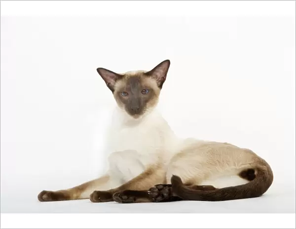 Seal Point Siamese Cat - lying down