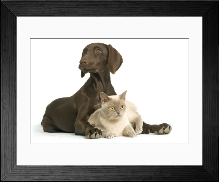 Framed Print : German short-haired pointer / braque allemand - 4 month old puppy with American Burmese Cat Framed Print : German short-haired pointer / braque allemand - 4 month old puppy with American Burmese Cat