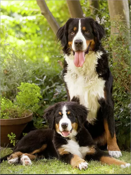 Bernese Mountain Dog - sitting in garden with puppy. Also known as Berner Sennenhund