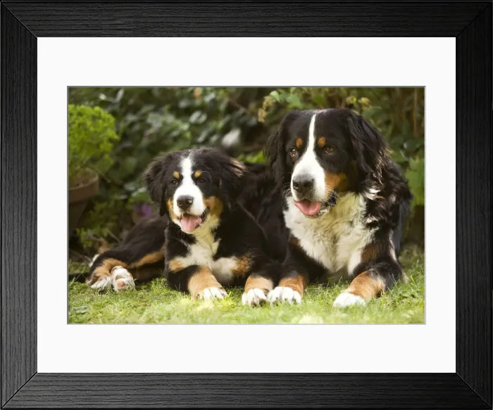 Framed Print : Bernese Mountain Dog - lying in garden with puppy. Also known as Berner Sennenhund Framed Print : Bernese Mountain Dog - lying in garden with puppy. Also known as Berner Sennenhund