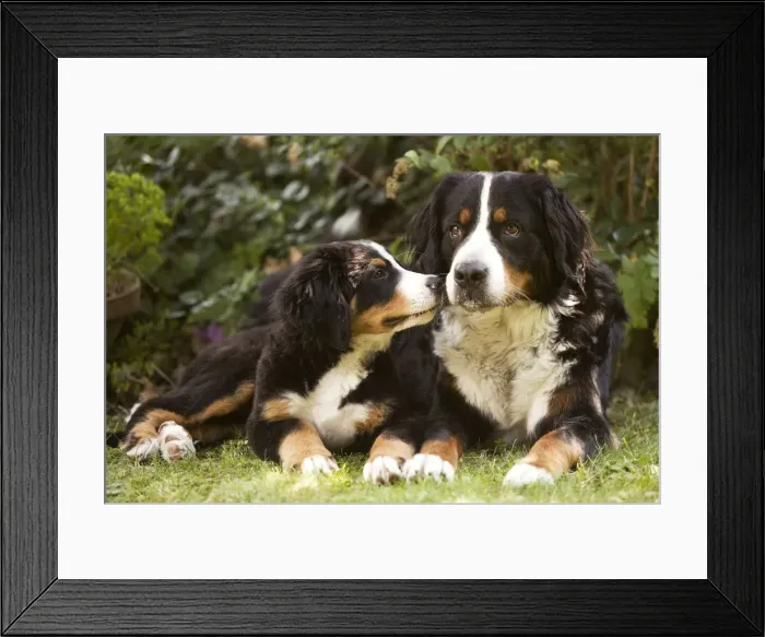 Framed Print : Bernese Mountain Dog - lying in garden with puppy. Also known as Berner Sennenhund Framed Print : Bernese Mountain Dog - lying in garden with puppy. Also known as Berner Sennenhund