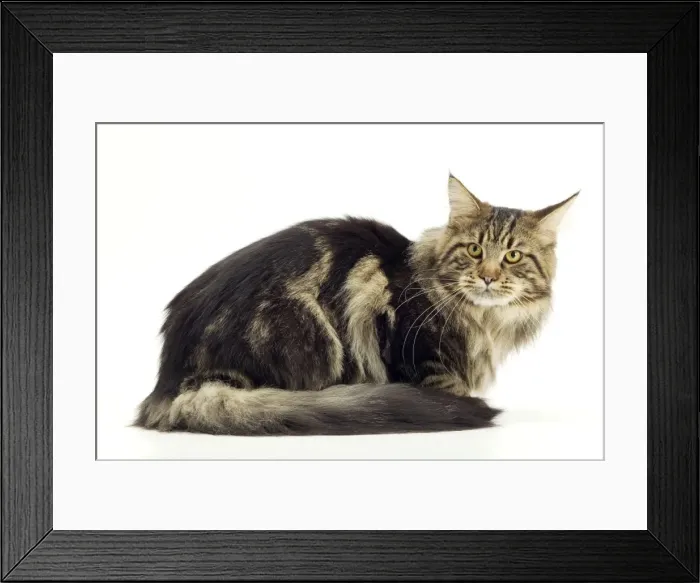 Framed Print : Cat - Maine Coon Framed Print : Cat - Maine Coon