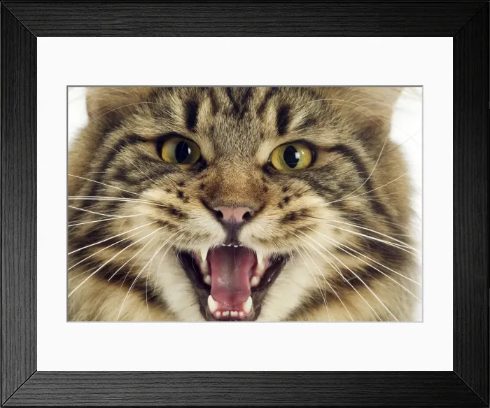 Framed Print : Cat - Maine Coon Framed Print : Cat - Maine Coon
