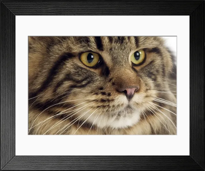 Framed Print : Cat - Maine Coon Framed Print : Cat - Maine Coon