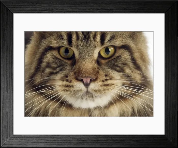 Framed Print : Cat - Maine Coon Framed Print : Cat - Maine Coon