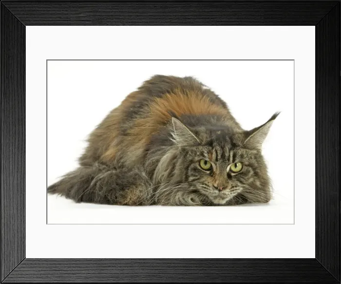 Framed Print : Cat - Maine Coon Framed Print : Cat - Maine Coon