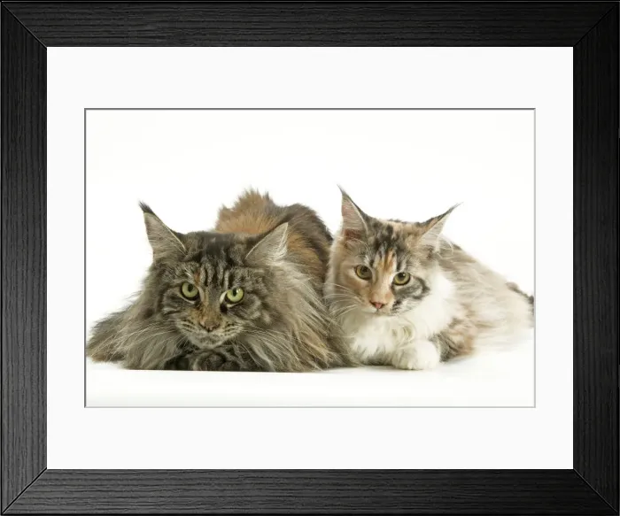 Framed Print : Cat - Maine Coon Framed Print : Cat - Maine Coon
