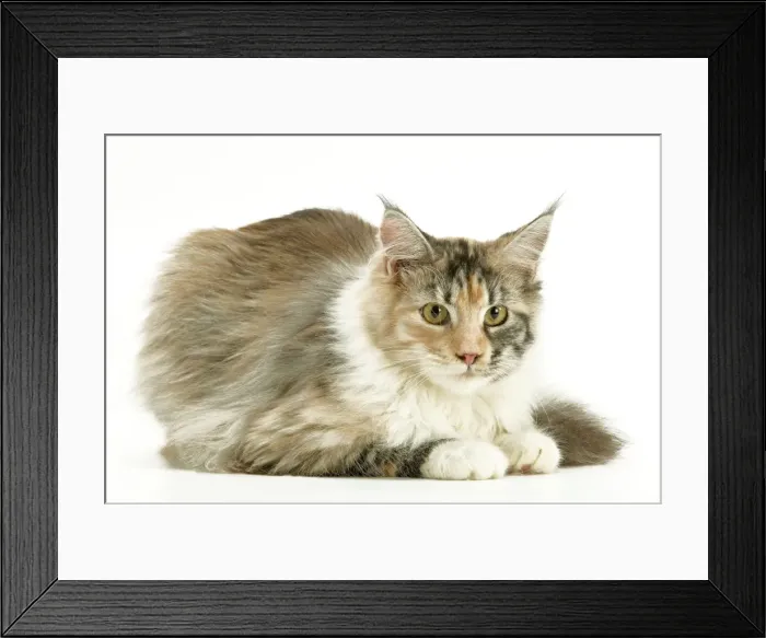 Framed Print : Cat - Maine Coon Framed Print : Cat - Maine Coon