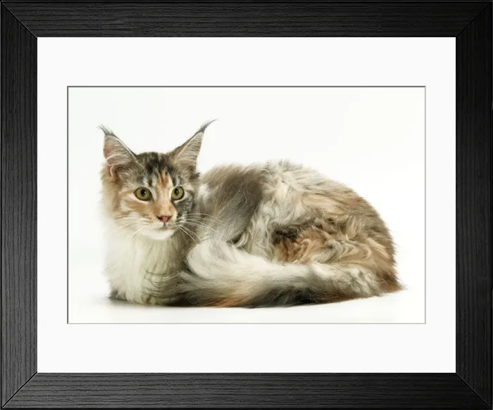 Framed Print : Cat - Maine Coon Framed Print : Cat - Maine Coon