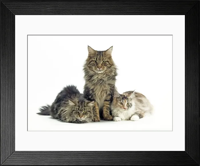 Framed Print : Cat - Maine Coon Framed Print : Cat - Maine Coon