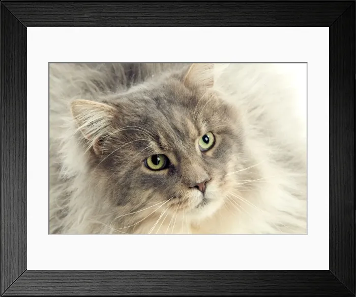 Framed Print : Cat - Maine Coon Framed Print : Cat - Maine Coon