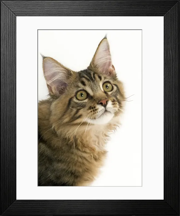 Framed Print : Cat - Maine Coon Framed Print : Cat - Maine Coon