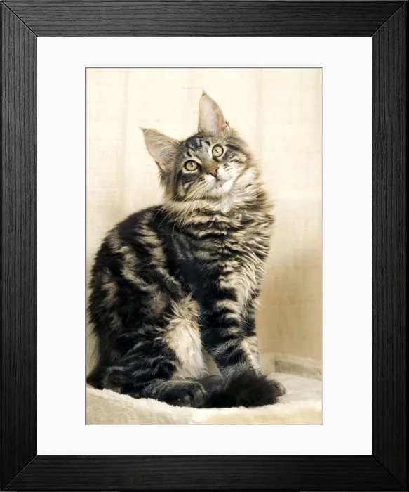 Framed Print : Cat - Maine Coon Framed Print : Cat - Maine Coon