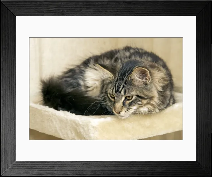 Framed Print : Cat - Maine Coon