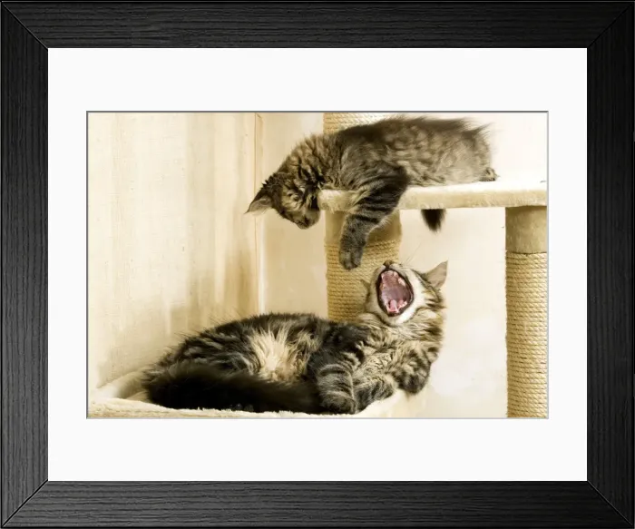 Framed Print : Cat - Maine Coon, adult and kitten Framed Print : Cat - Maine Coon, adult and kitten