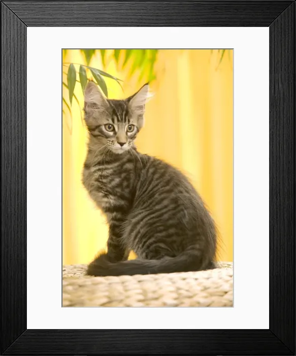 Framed Print : Cat - Maine Coon kitten Framed Print : Cat - Maine Coon kitten