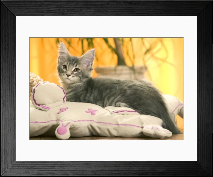 Framed Print : Cat - Maine Coon kitten Framed Print : Cat - Maine Coon kitten