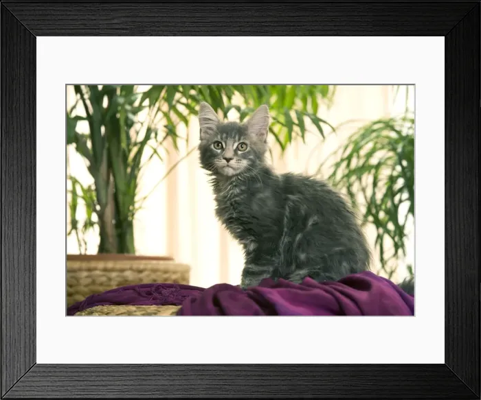 Framed Print : Cat - Maine Coon kitten, grey Framed Print : Cat - Maine Coon kitten, grey