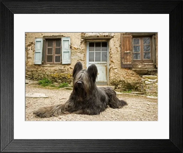 Framed Print : Dog - sitting outside French house Framed Print : Dog - sitting outside French house
