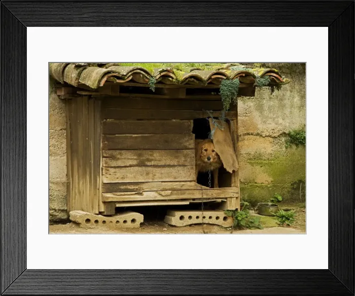 Framed Print : Dog - peering out door of outdoor kennel. France Framed Print : Dog - peering out door of outdoor kennel. France