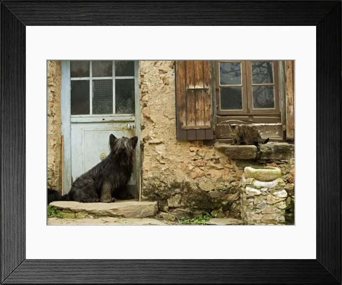 Framed Print : Dog - sitting outside French house with tabby cat on windowsill Framed Print : Dog - sitting outside French house with tabby cat on windowsill