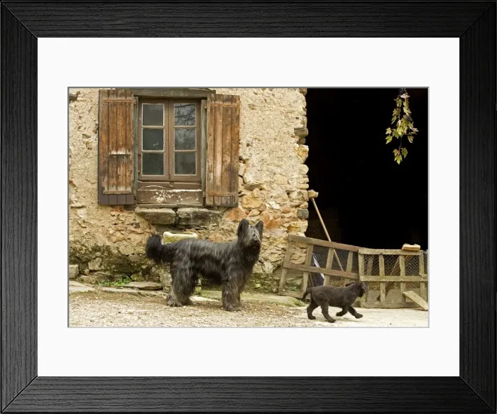 Framed Print : Dog - adult with puppy outside French house Framed Print : Dog - adult with puppy outside French house