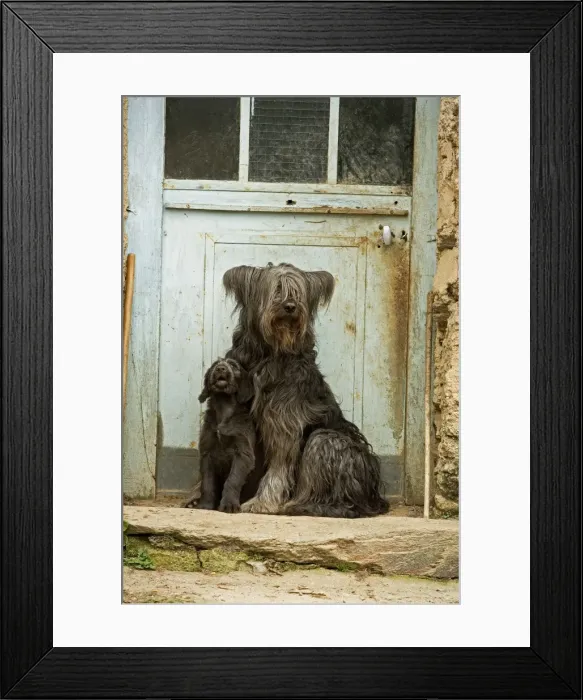 Framed Print : Dog - adult with puppy sitting outside French house Framed Print : Dog - adult with puppy sitting outside French house