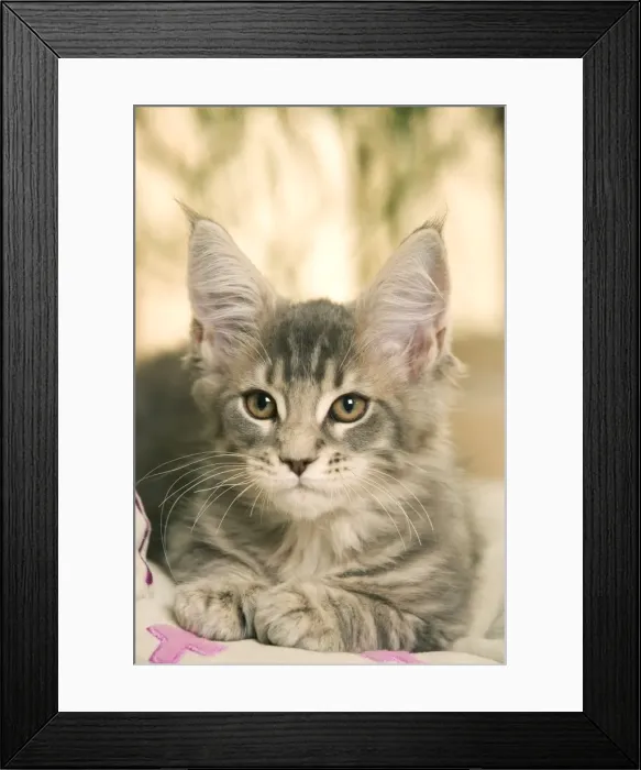 Framed Print : Cat - Maine Coon kitten Framed Print : Cat - Maine Coon kitten