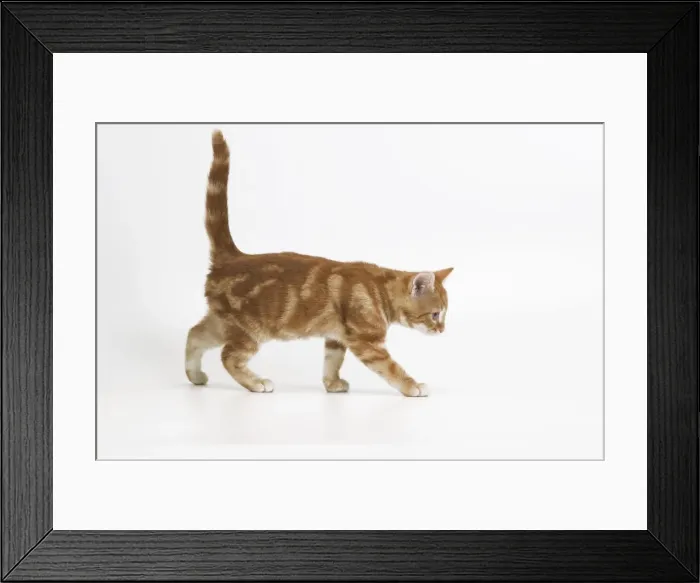 Framed Print : Ginger tabby cat Framed Print : Ginger tabby cat