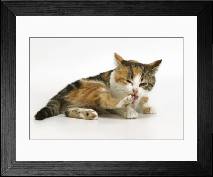 Framed Print : Tortoiseshell Cat - kitten cleaning itself Framed Print : Tortoiseshell Cat - kitten cleaning itself