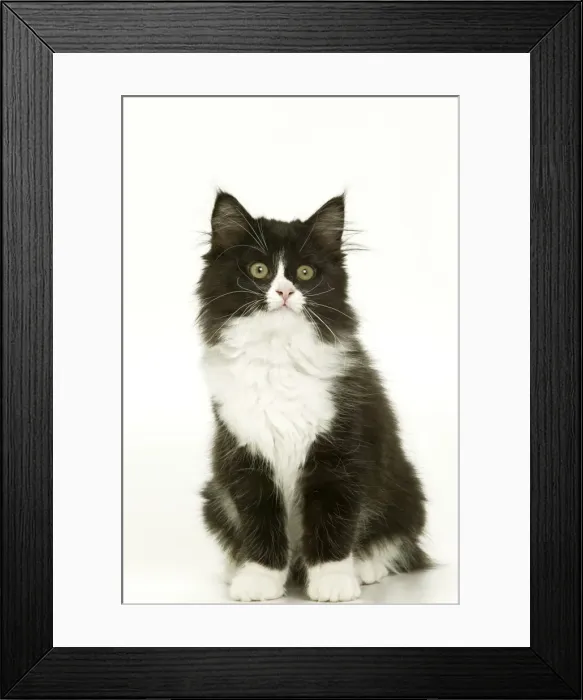 Framed Print : Black & White Cat - kitten Framed Print : Black & White Cat - kitten