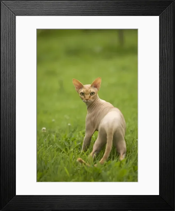 Framed Print : Sphynx Cat Framed Print : Sphynx Cat