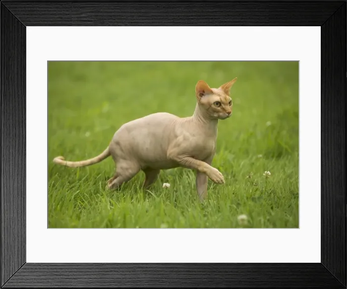 Framed Print : Sphynx Cat Framed Print : Sphynx Cat