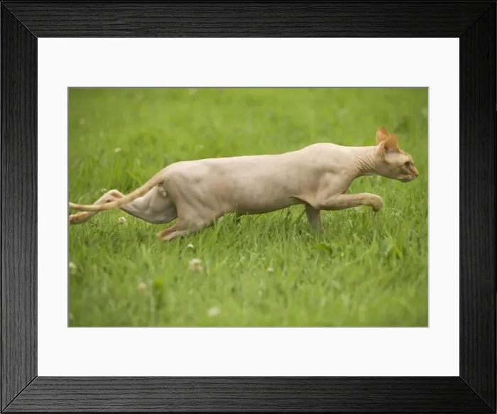 Framed Print : Sphynx Cat - stalking Framed Print : Sphynx Cat - stalking