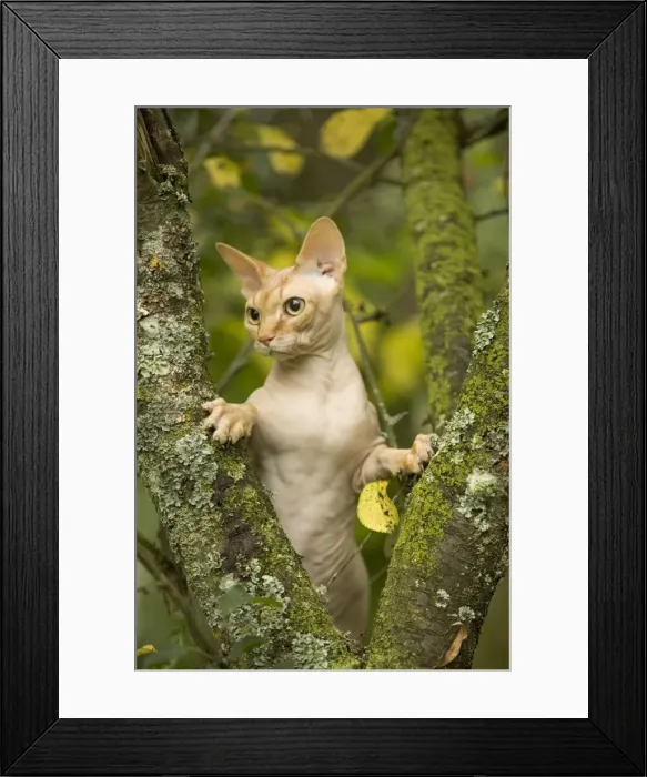 Framed Print : Sphynx Cat - in tree Framed Print : Sphynx Cat - in tree