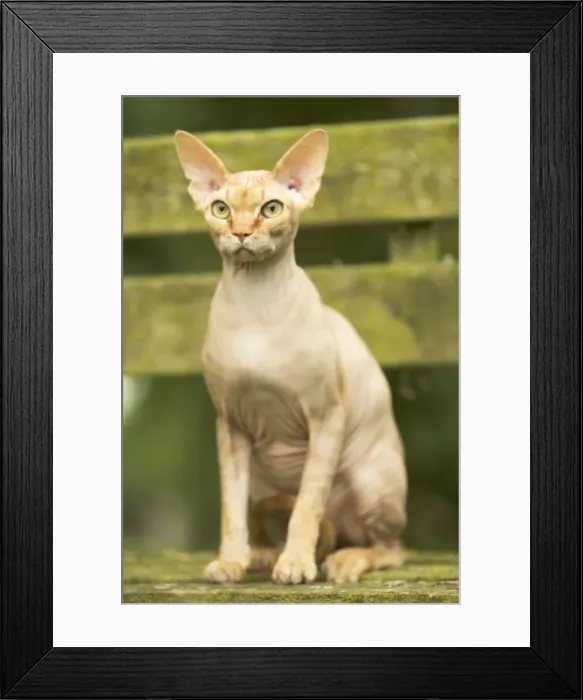 Framed Print : Sphynx Cat - sitting Framed Print : Sphynx Cat - sitting