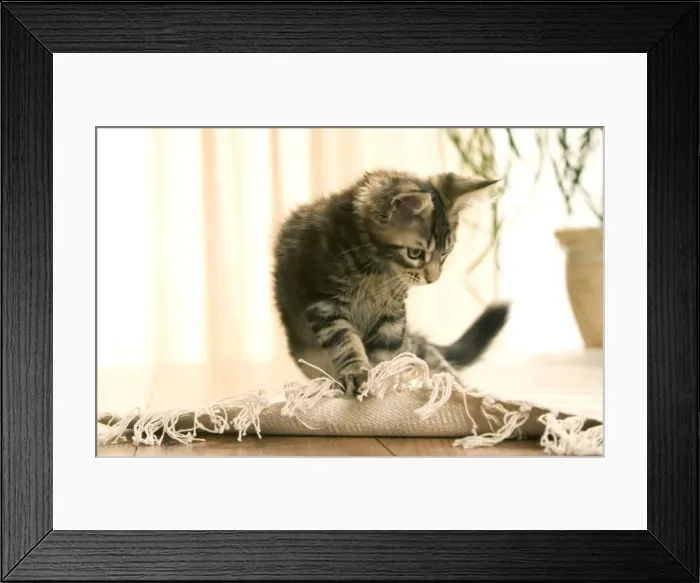 Framed Print : Cat - Maine Coon kitten clawing rug Framed Print : Cat - Maine Coon kitten clawing rug
