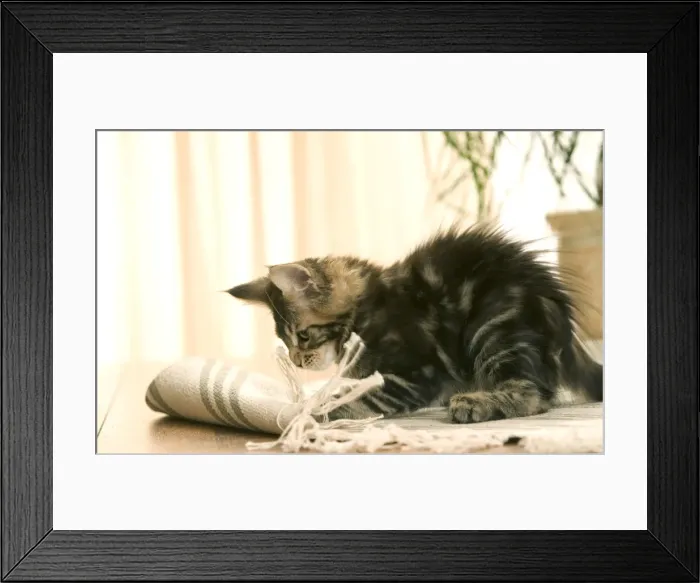 Framed Print : Cat - Maine Coon kitten clawing / playing with rug Framed Print : Cat - Maine Coon kitten clawing / playing with rug