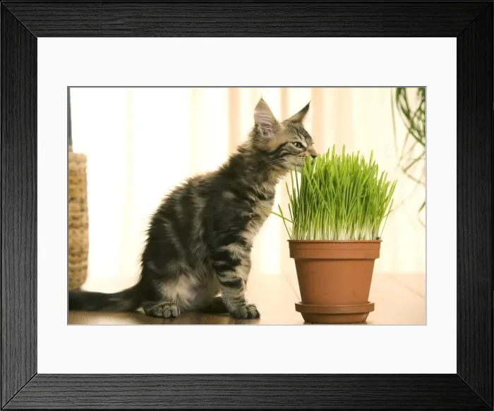 Framed Print : Cat - Maine Coon kitten sniffing grass in flowerpot Framed Print : Cat - Maine Coon kitten sniffing grass in flowerpot