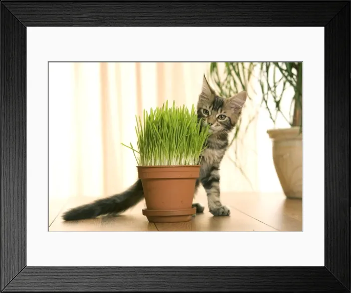 Framed Print : Cat - Maine Coon kitten sniffing grass in flowerpot Framed Print : Cat - Maine Coon kitten sniffing grass in flowerpot