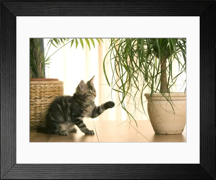 Framed Print : Cat - Maine Coon kitten playing with plant in flowerpot Framed Print : Cat - Maine Coon kitten playing with plant in flowerpot