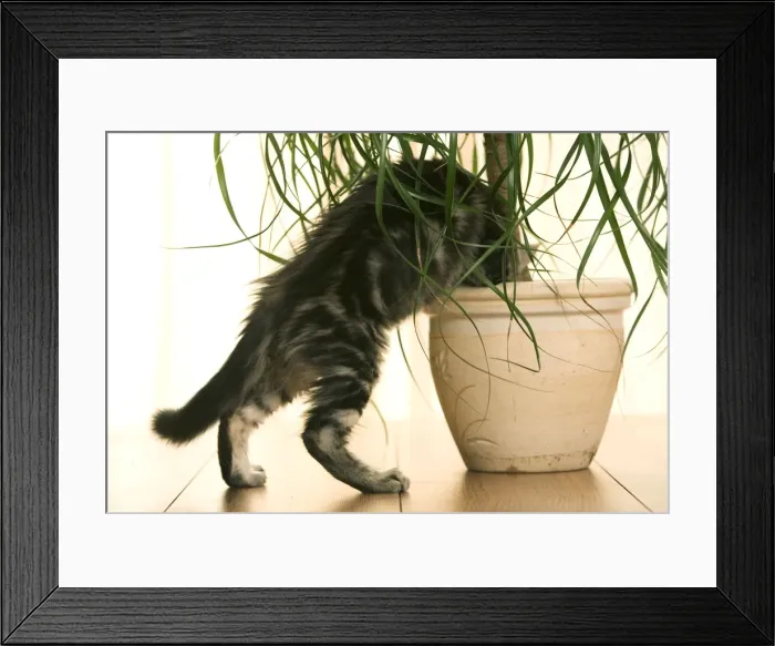 Framed Print : Cat - Maine Coon kitten climbing into flowerpot Framed Print : Cat - Maine Coon kitten climbing into flowerpot