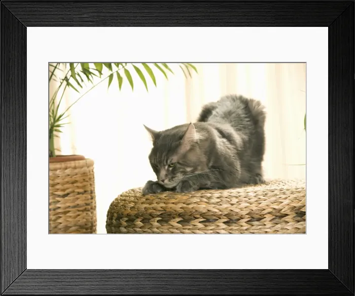 Framed Print : Cat - Maine Coon clawing top of woven bed Framed Print : Cat - Maine Coon clawing top of woven bed