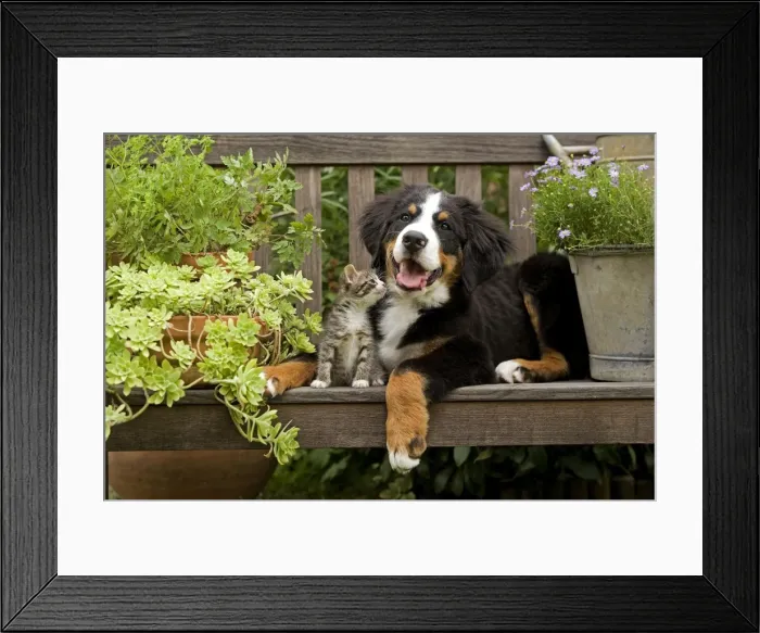 Framed Print : Dog - 3 month old Bernese Mountain Dog puppy on garden bench with 2 month old tabby kitten Framed Print : Dog - 3 month old Bernese Mountain Dog puppy on garden bench with 2 month old tabby kitten